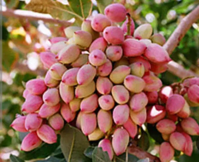 مشارکت در احداث باغ پسته