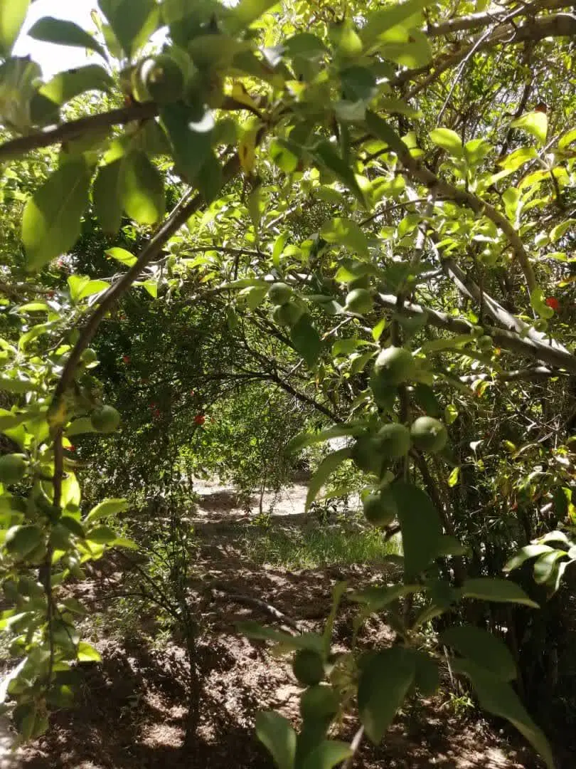 خانه باغ اجاره ای
