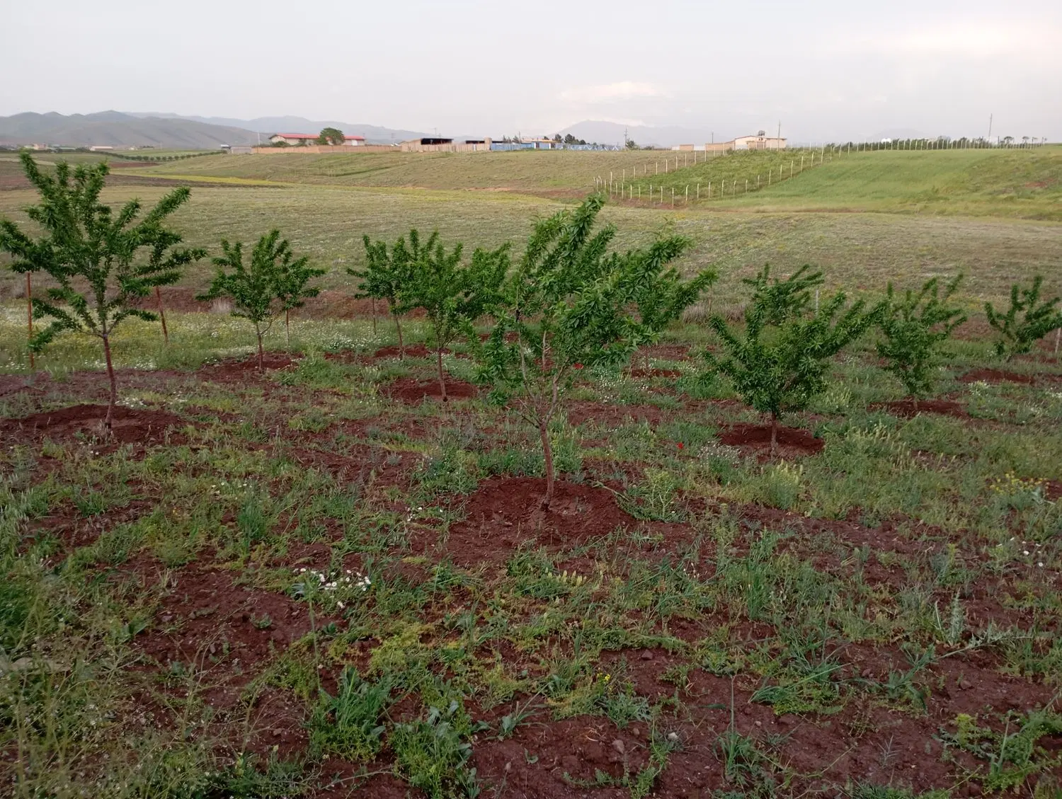 باغ، ویلا،زمین