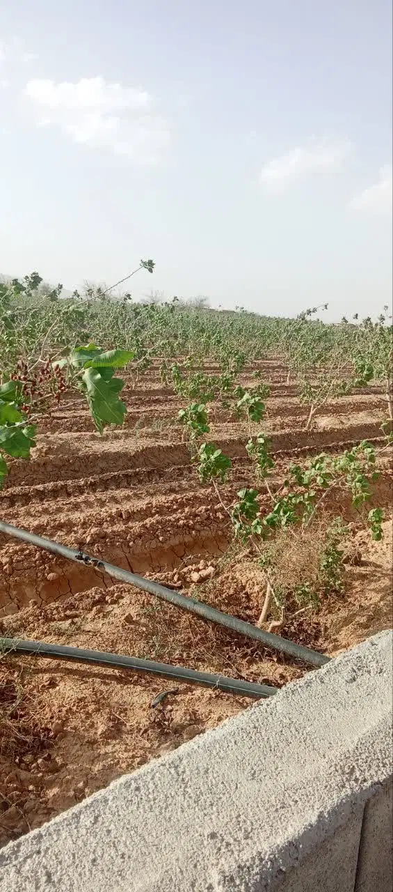 سرمایه گذاری زمین با شرایط اقساط سند تک