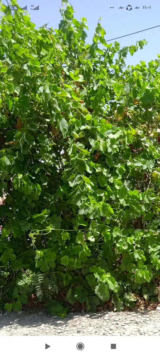 زمین کشاورزی