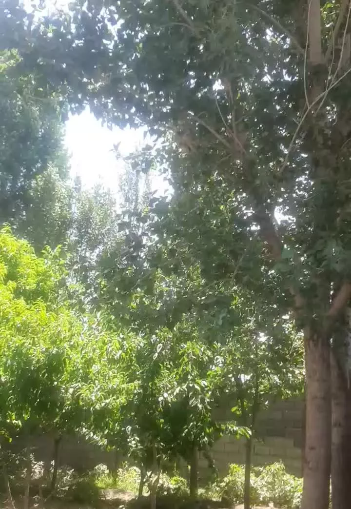 باغچه جنگلی بسیار زیبا