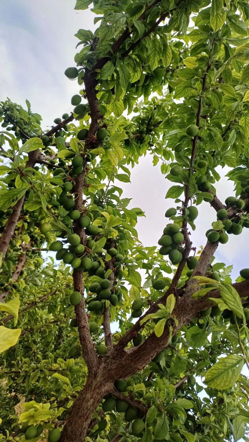 ۲۵۰۰ متر باغ