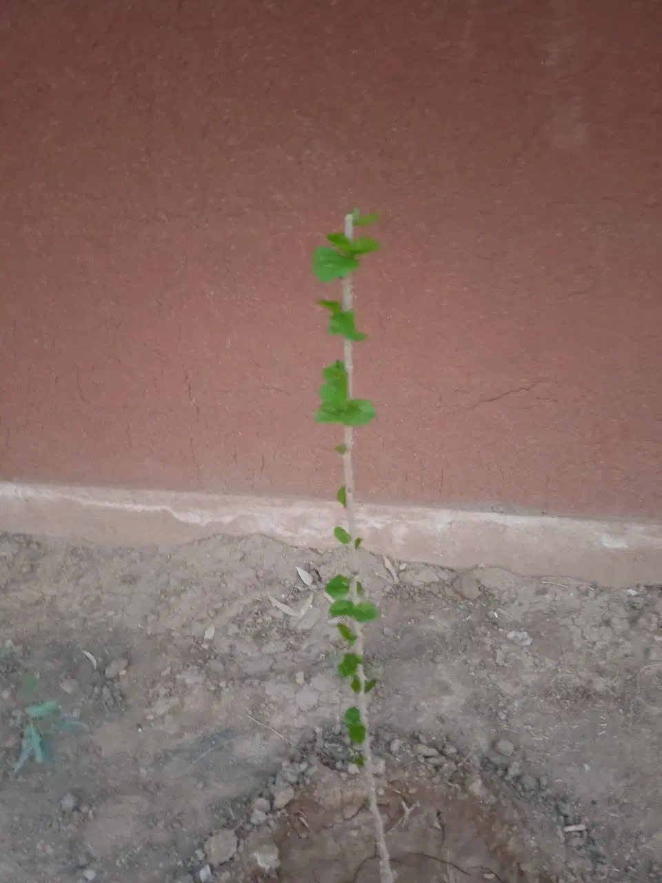 باغچه نقلی صفی اباد