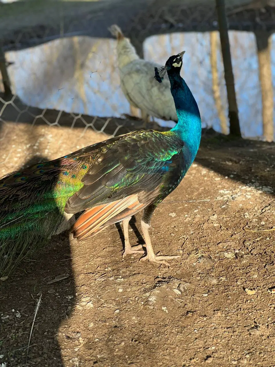 بهشتی پنهان