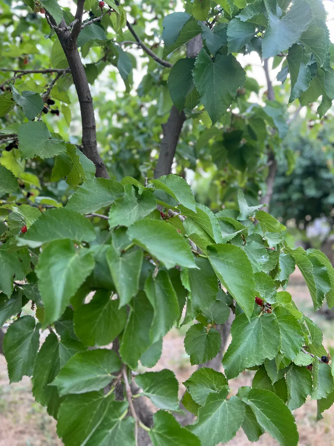 باغ و باغچه کنار جاده ساوالان