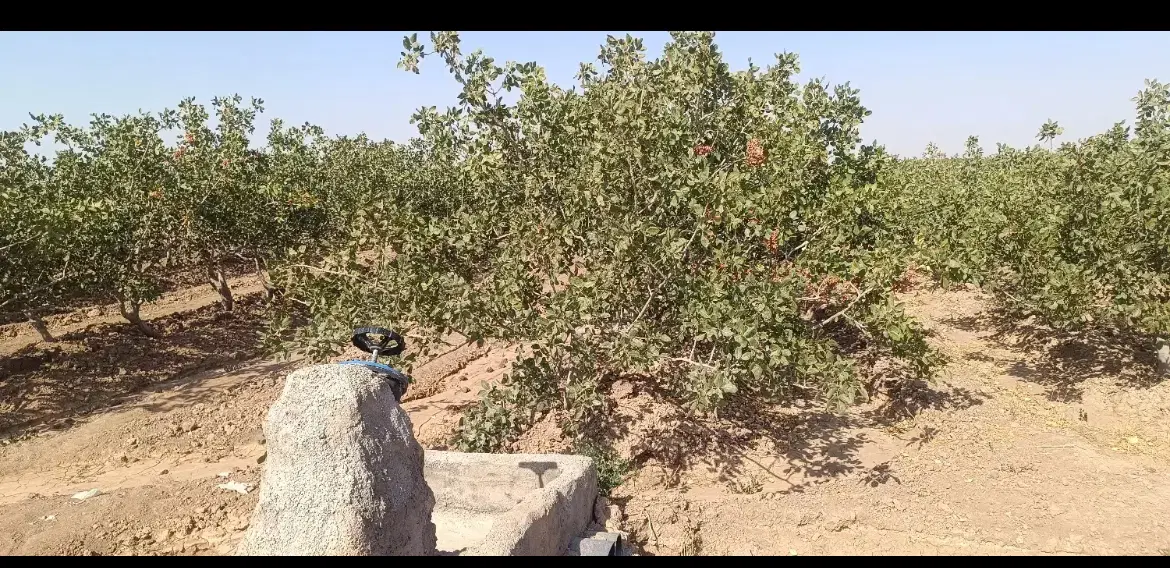 باغ پسته