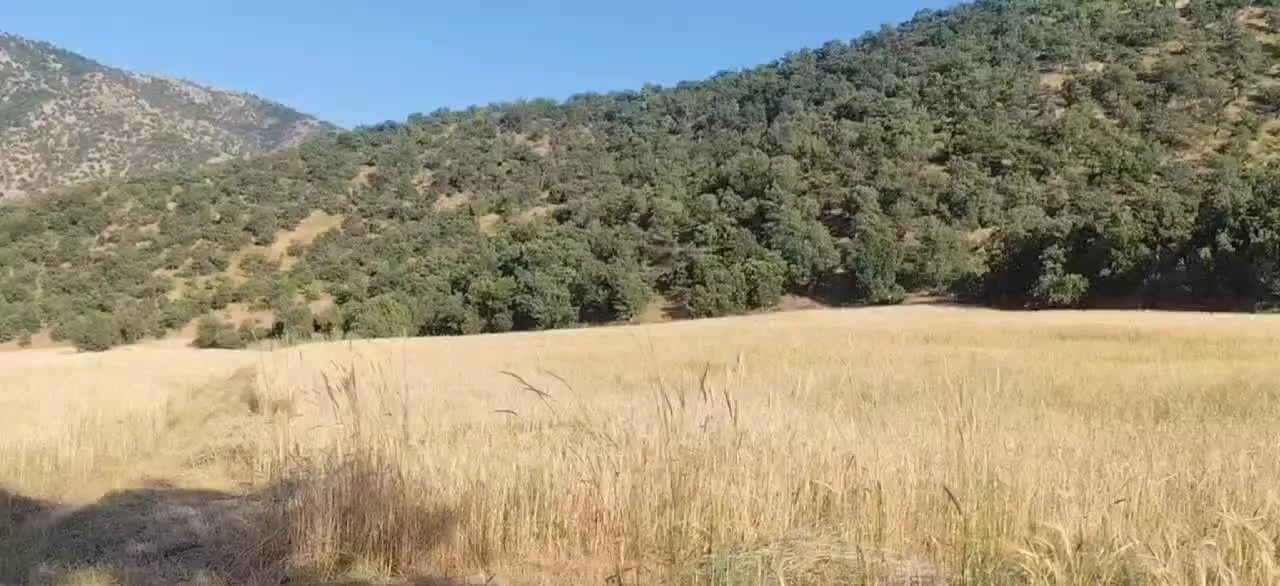 زمین کشاورزی