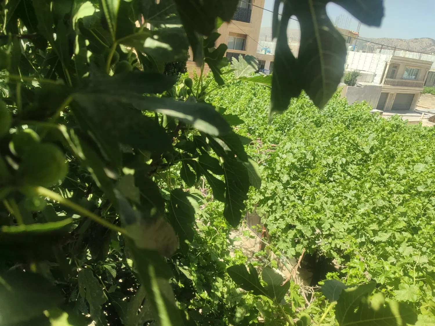 خانه اجاره ای در اکبر آباد