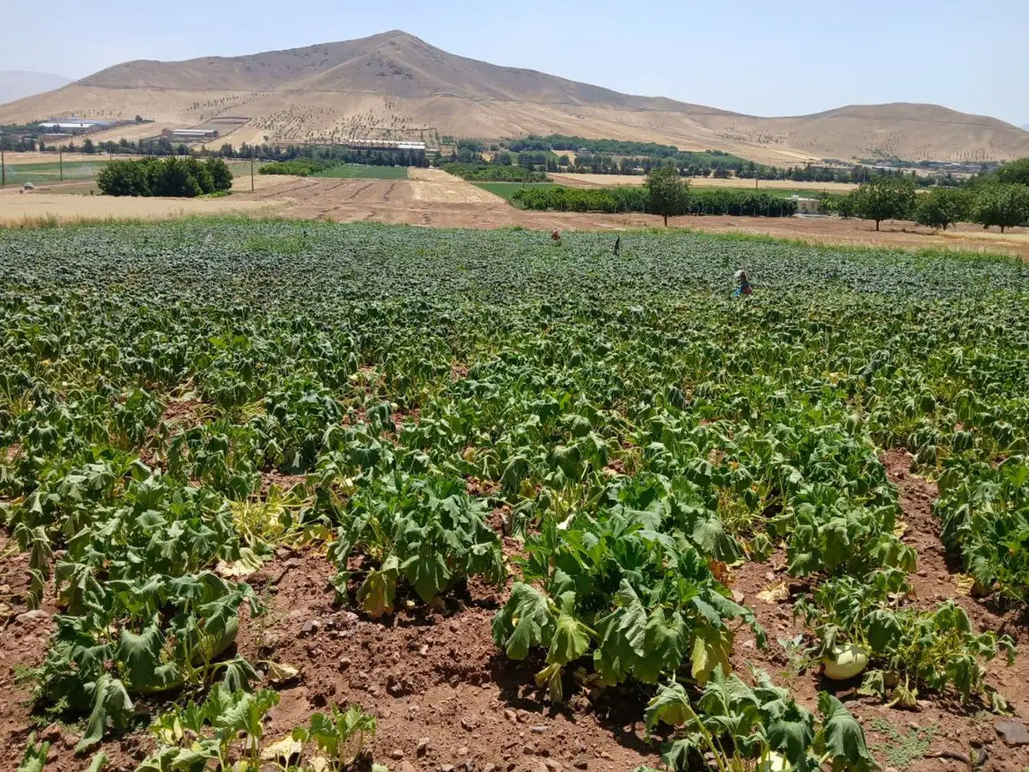 زمین کشاورزی بارانی با آب فراوان۱هکتار