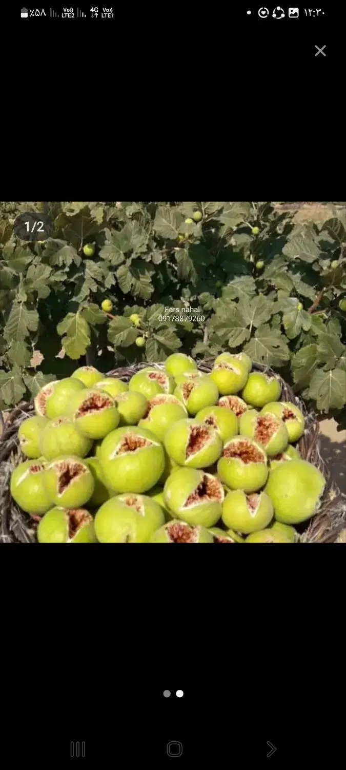 ملک انجیر ثمری بید بخون ۱۶۰ میلیون زیر قیمت