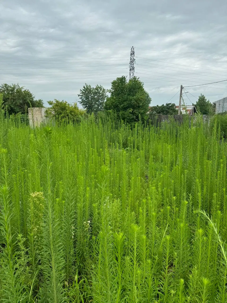 خانه کلنگی سند دار ۶۵۰ متر کلویر