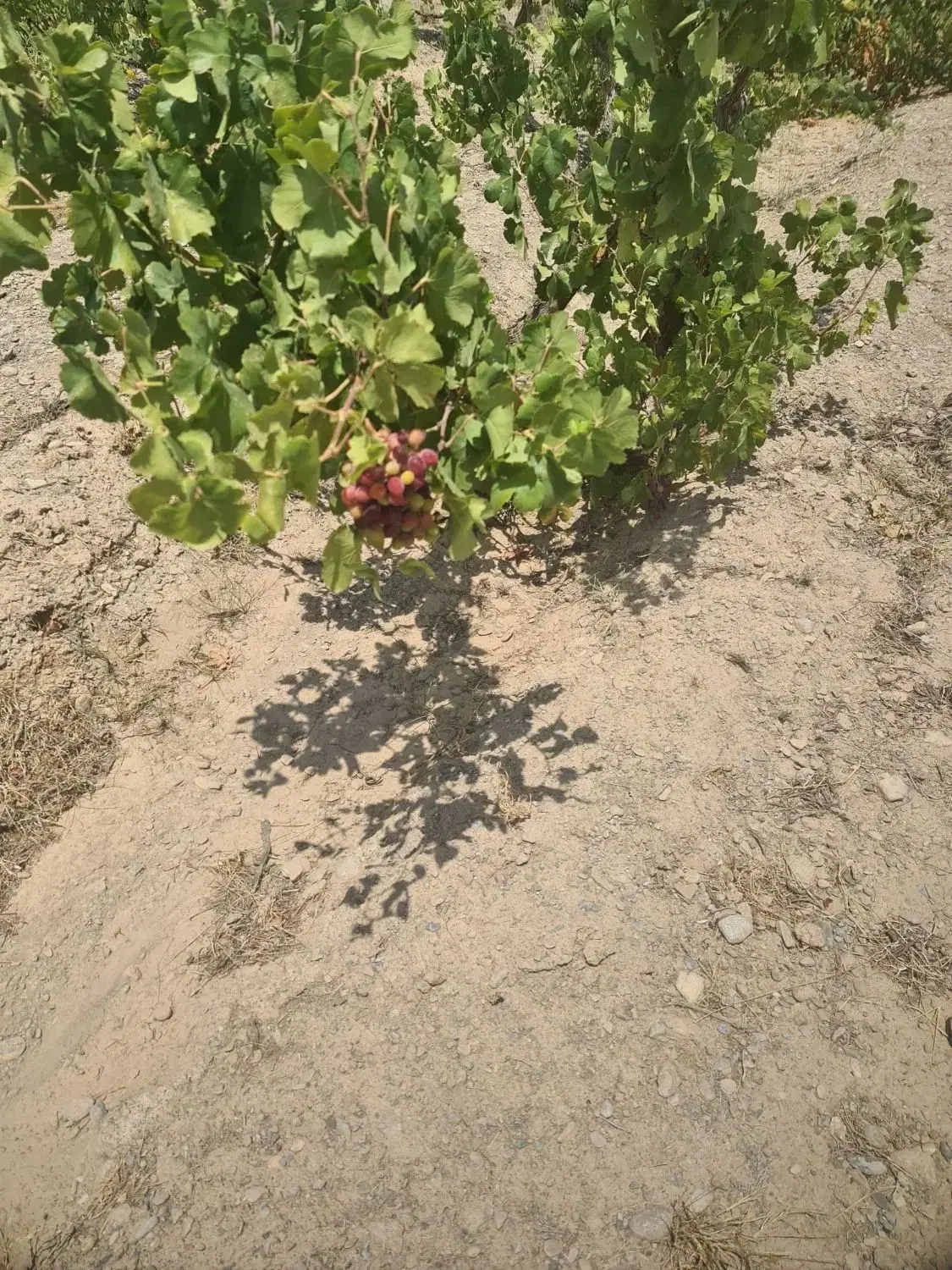 باغ سر سبز  و اینده دار قابل معاوضه