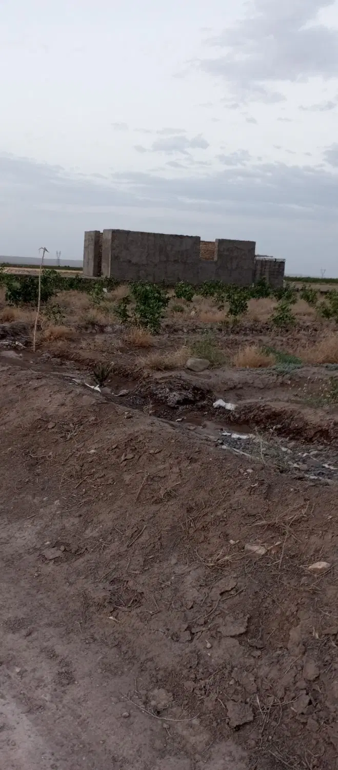 1500متر باغ پسته بارده در جاده کاشان