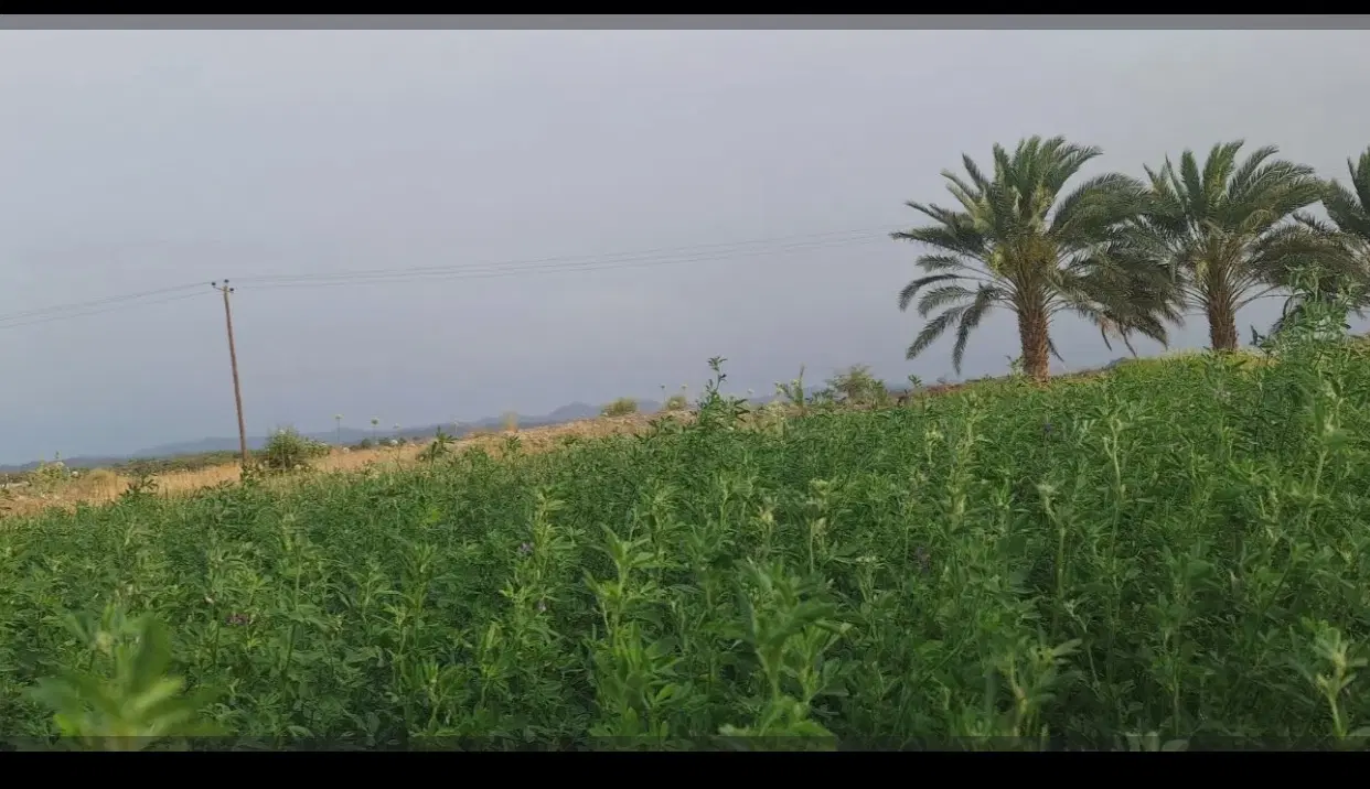 زمین زراعی ۷ هکتار
