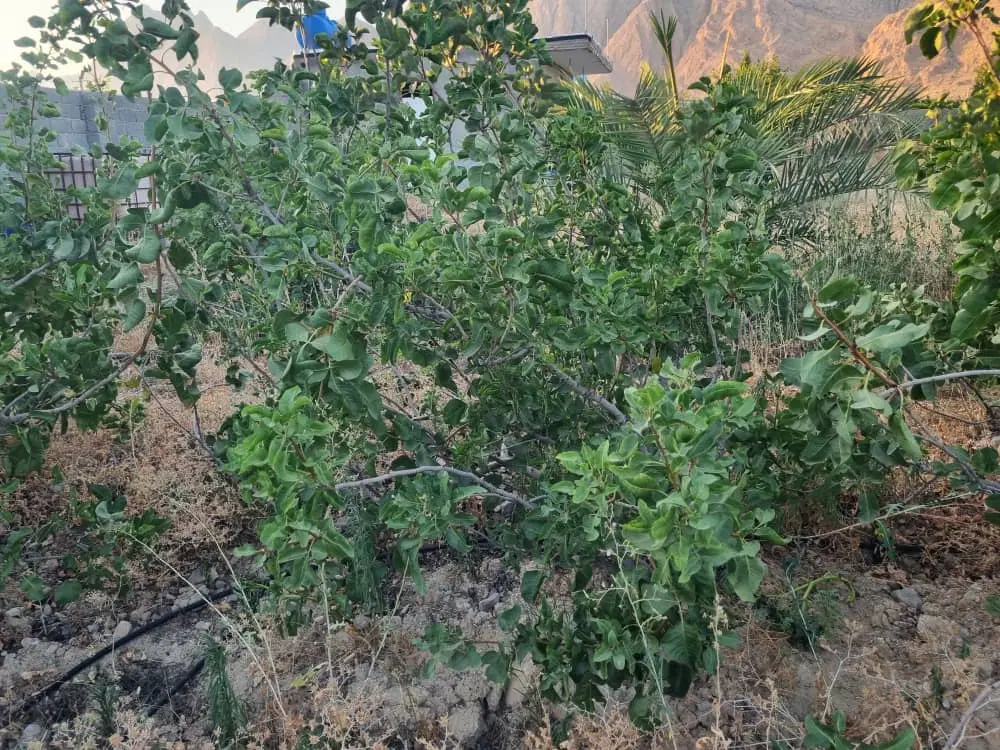 فروش زمین باغی