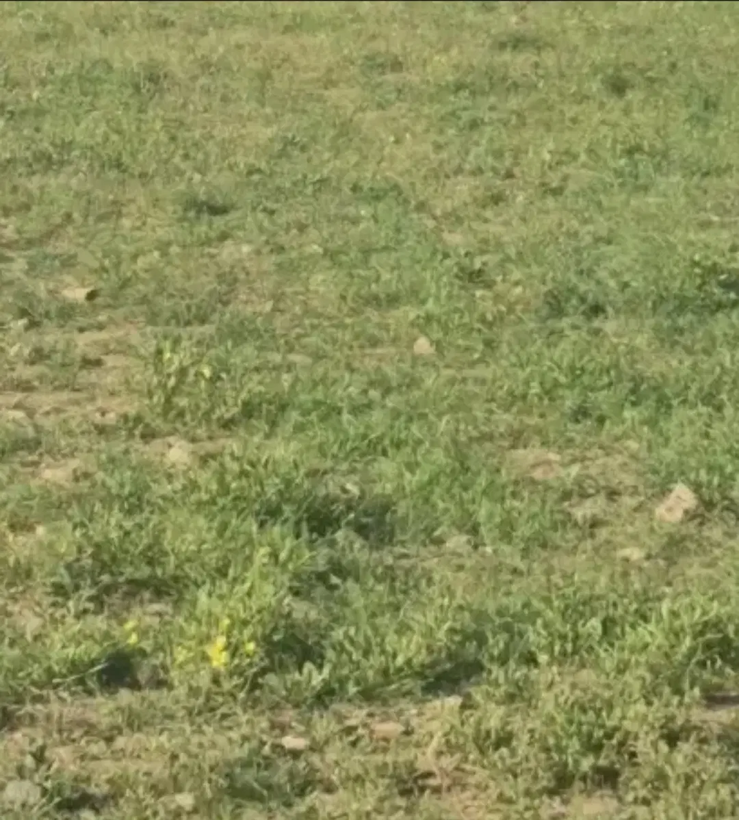 اجاره زمین کشاورزی آبی