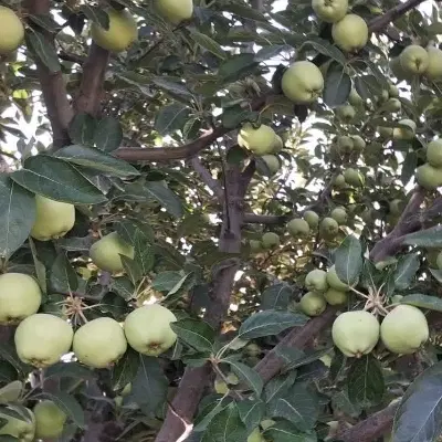فروش باغ وزگ