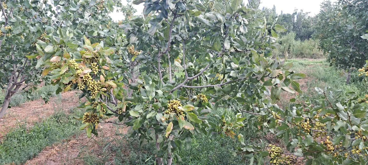 باغ در شهر مرند