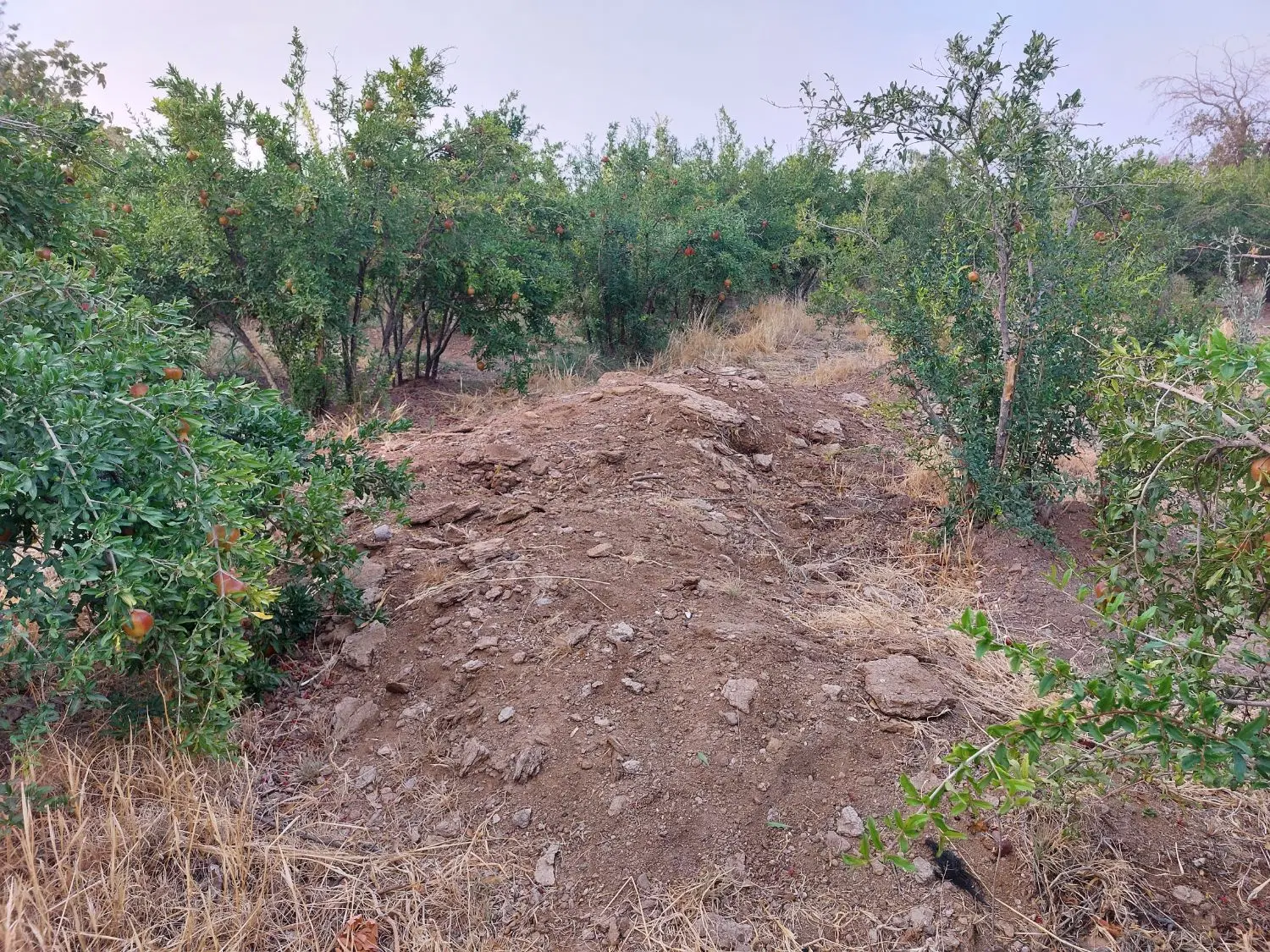 فروش باغ نیم هکتار در روستای اندیس سند تک برگ