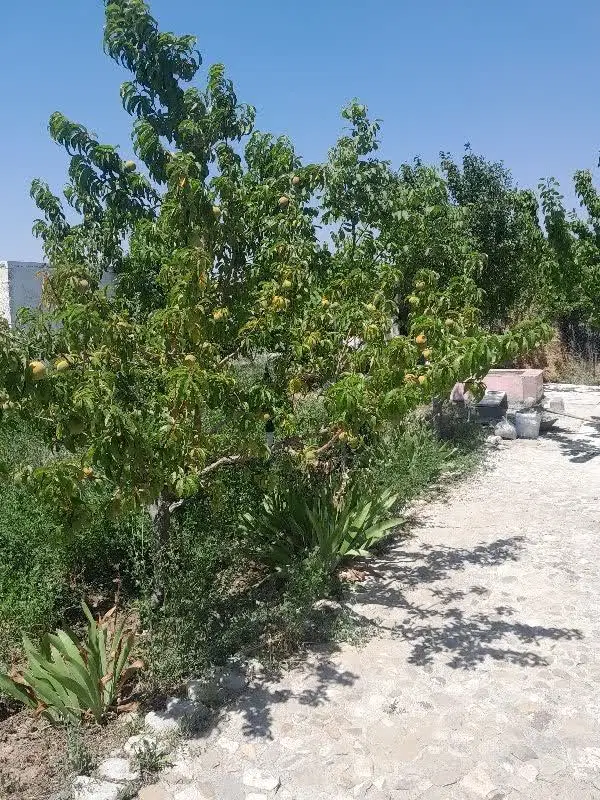 باغ و ویلا