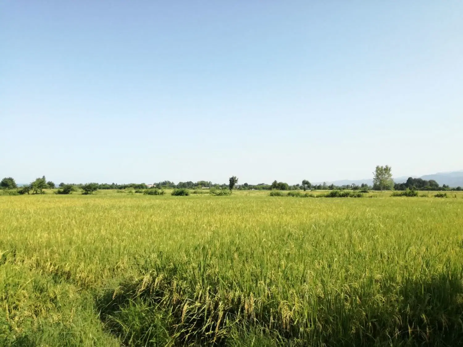 فروش زمین