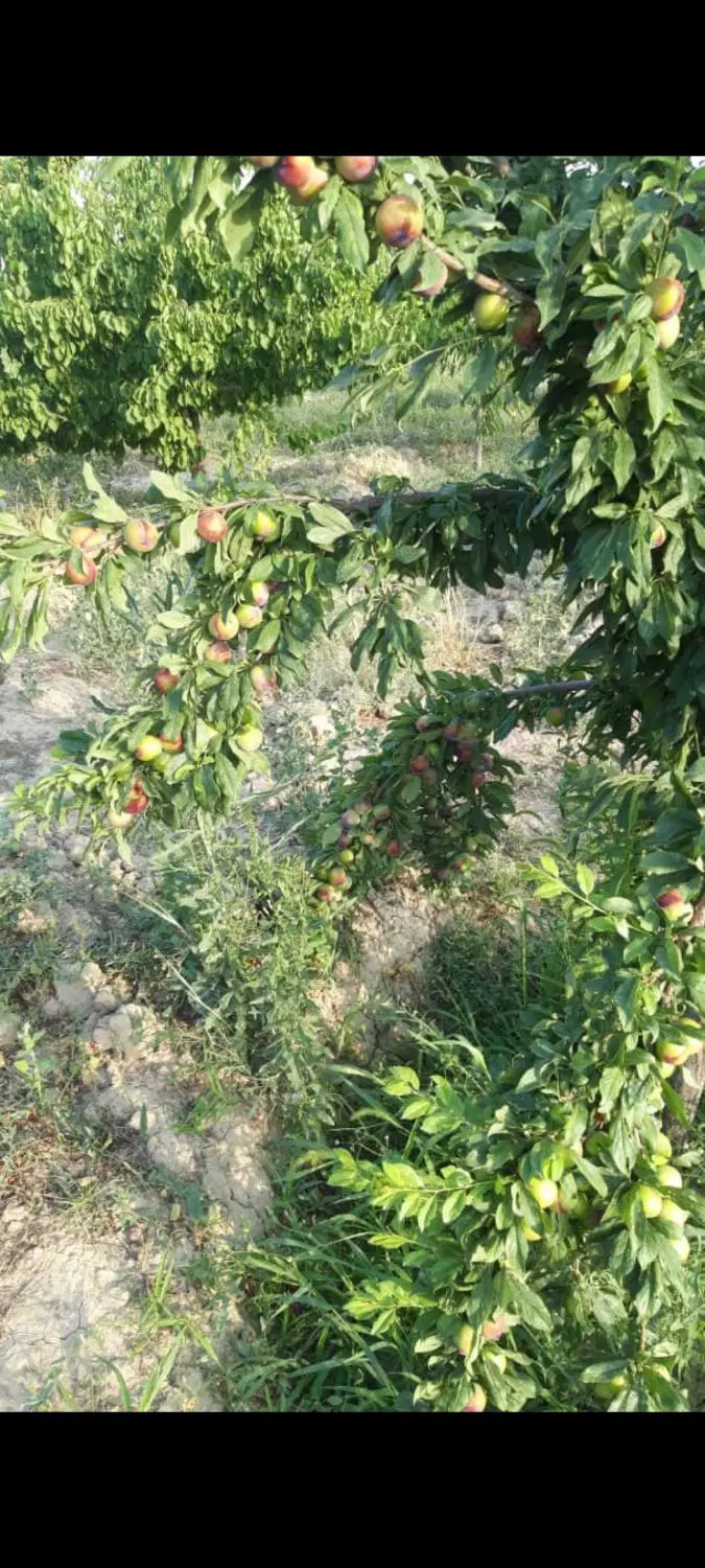 باغ و باغچه و زمین