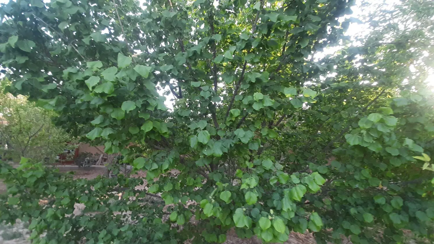 خانه باغ فروش معاوضه با خودرو تا ۸ میلیارد