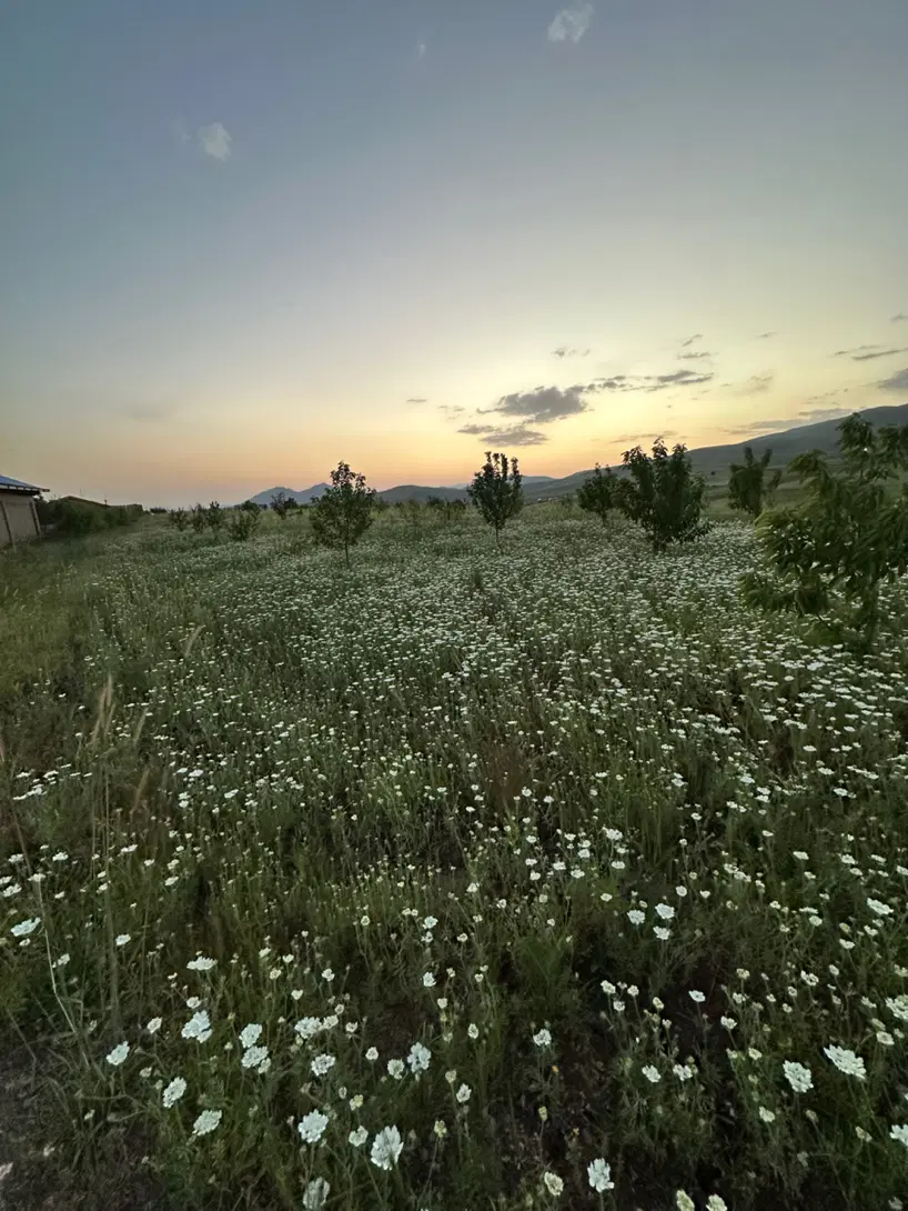 زمین ۵۰۰ متری زرشک