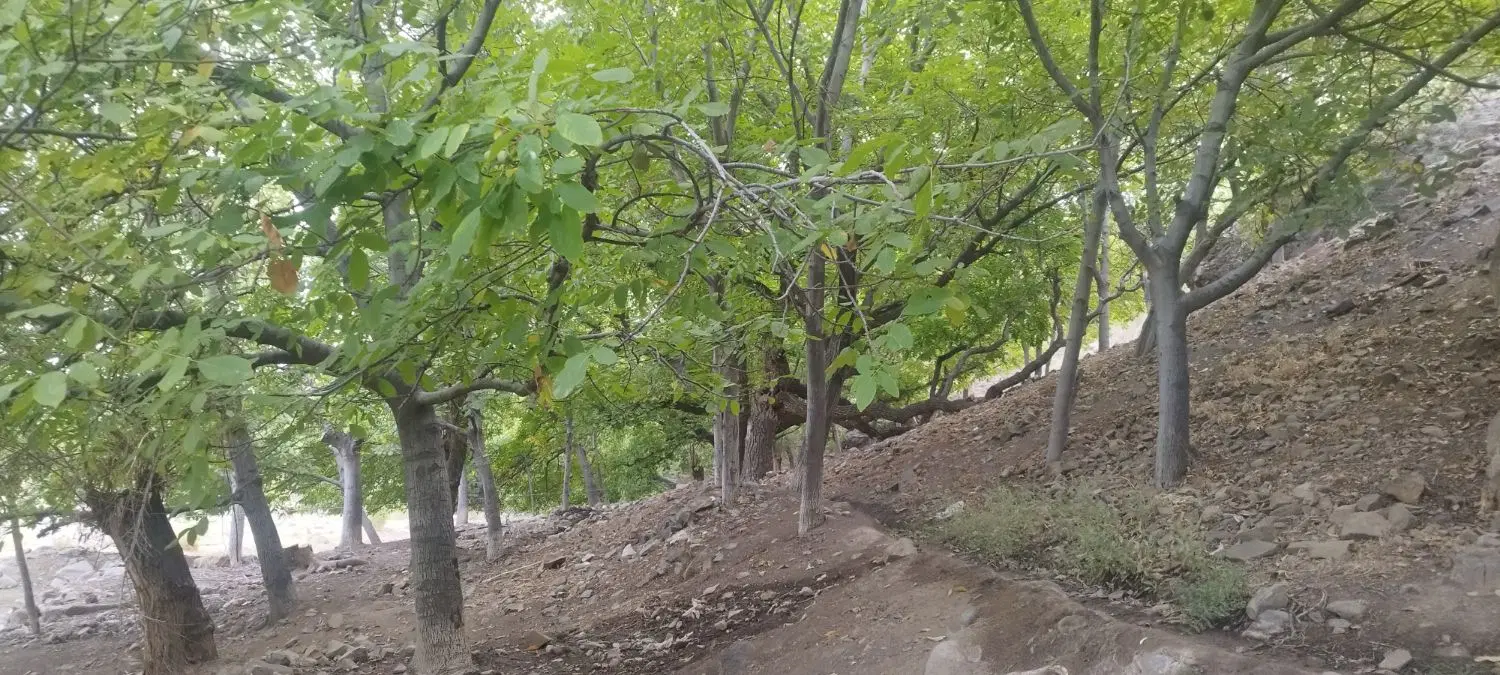 زمین دوکله سه نبش طلایی