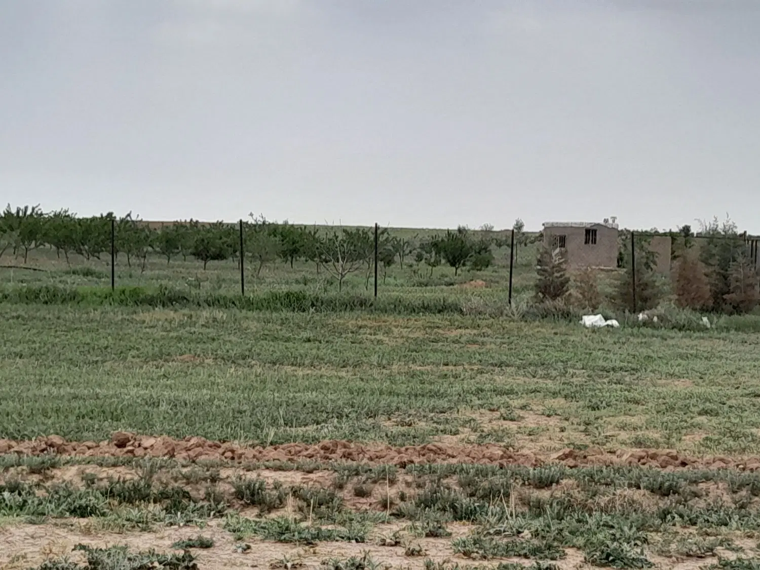 زمین کشاورزی باغی سند دار نزدیک امکانات و جاده