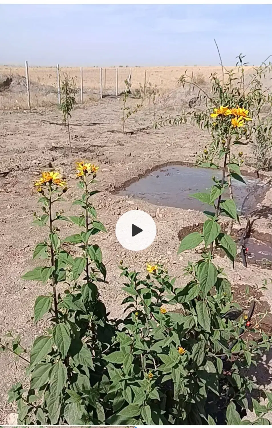 باغ کورانه