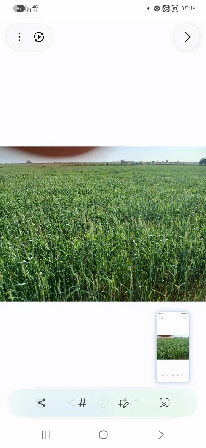 اجاره ۱۳هکتارزمین کشاورزی شوش چنانه روستای ترویح
