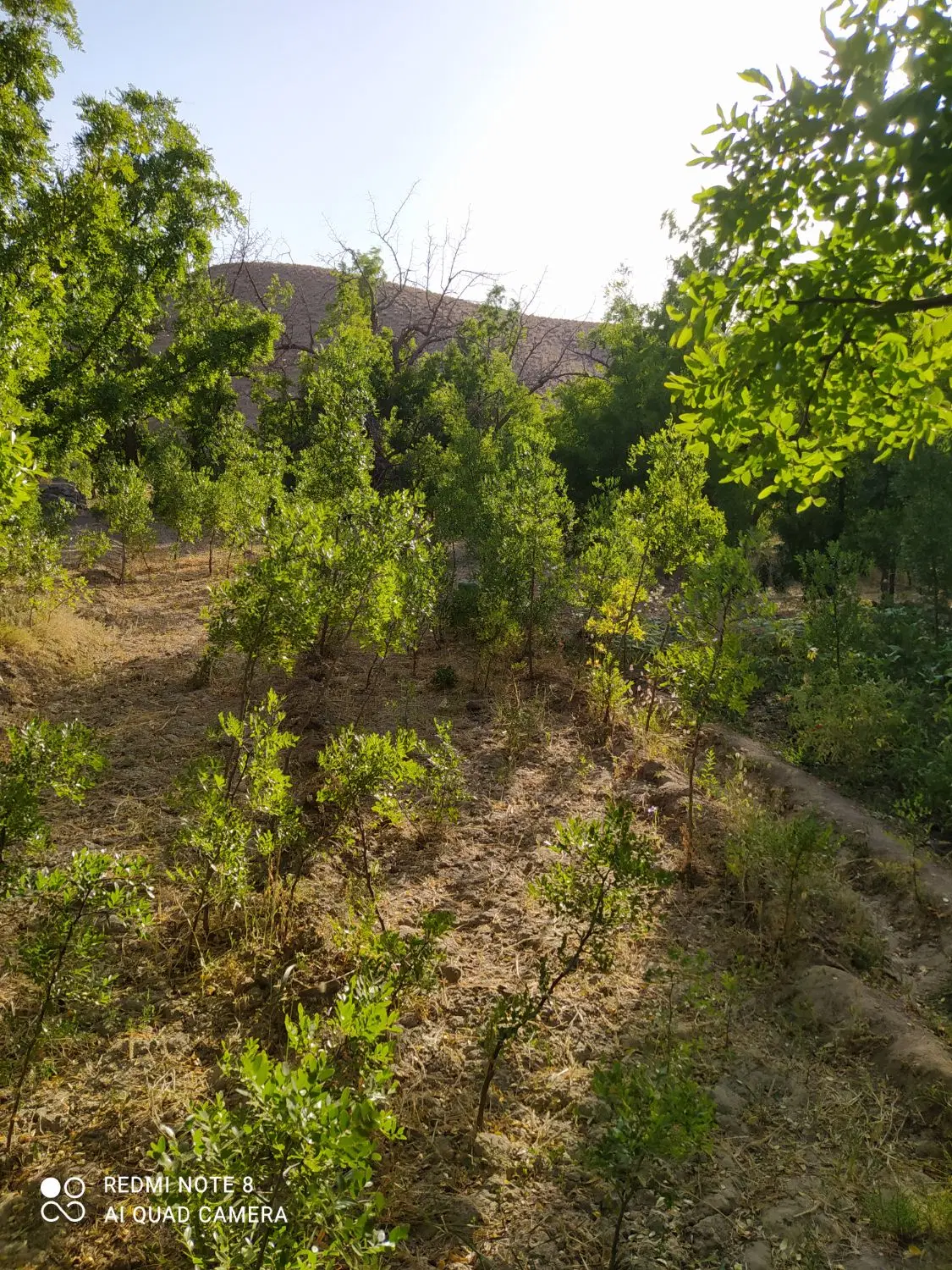 باغ و زمین