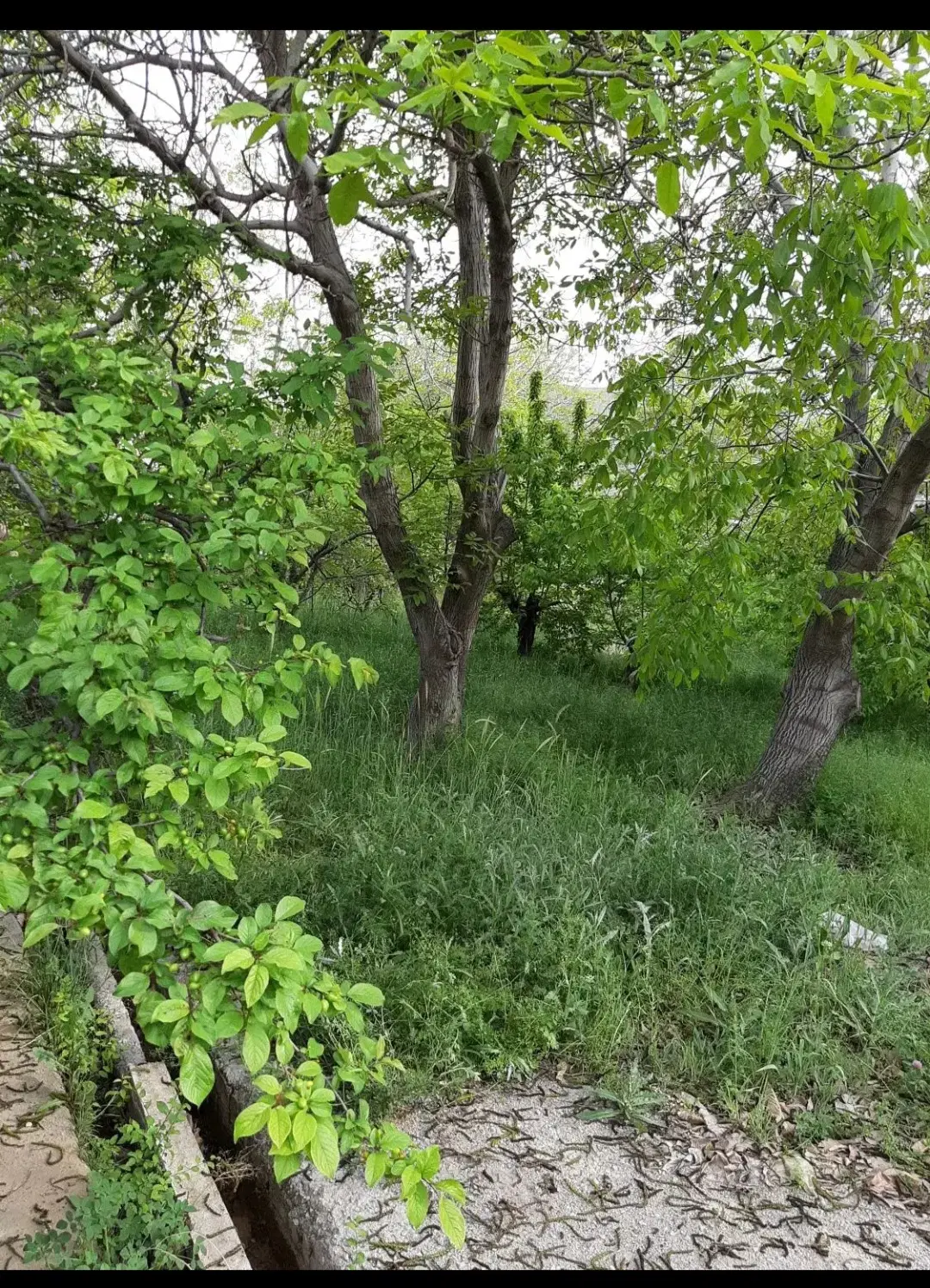500 متری جاده طالقان روستای خوزنان سند تک برگ