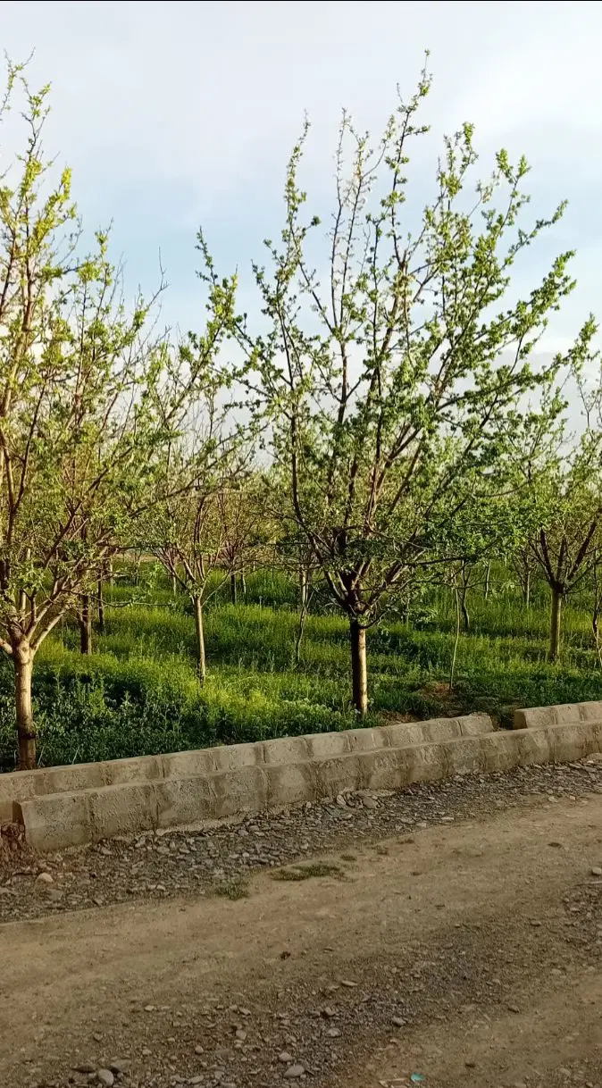 باغ فروشی