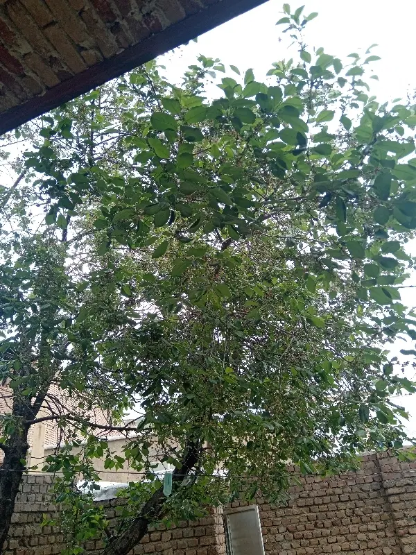 زمین دیمه 2 هکتار