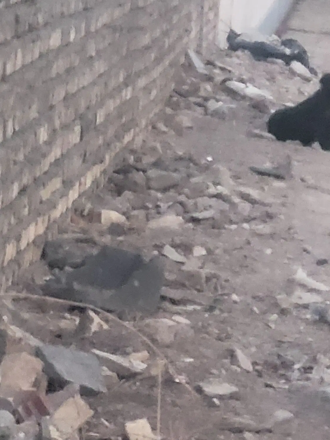 سروستان مرق