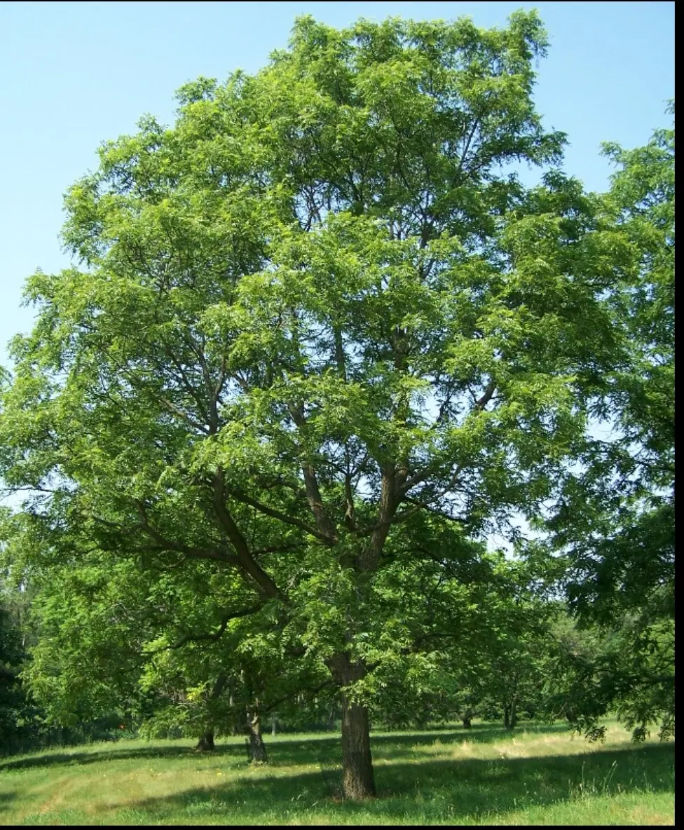 زمین کشاورزی