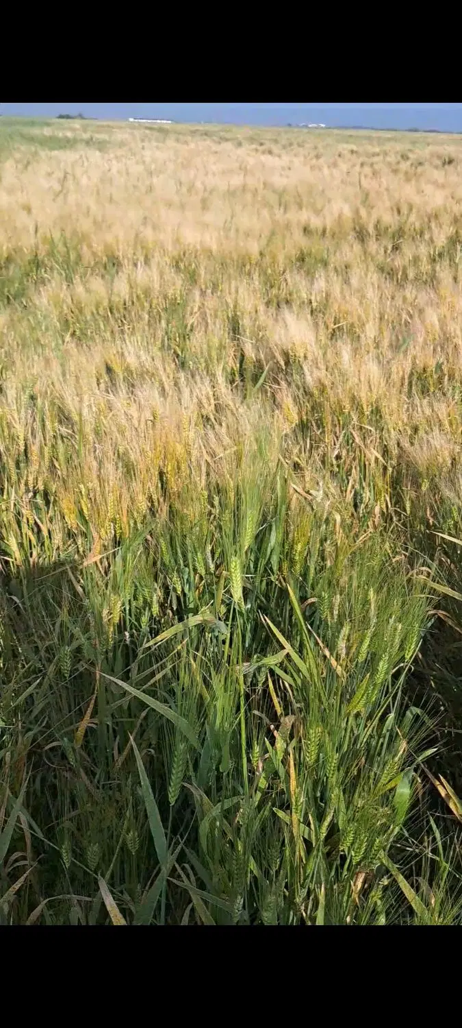 جو بذری مادری