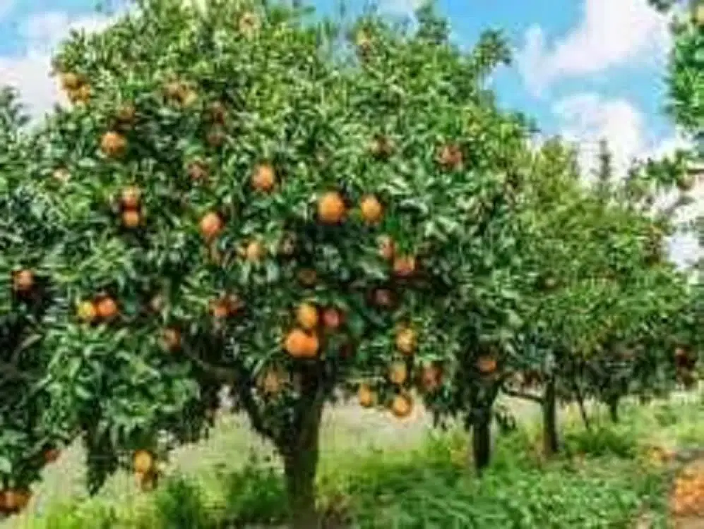 باغچه بر سنتو