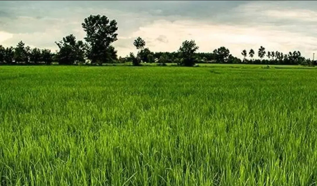 زمین