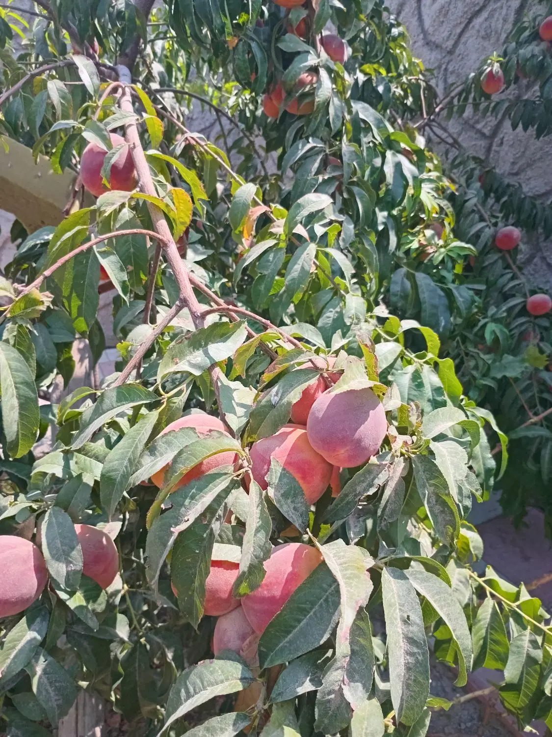 باغ اخماقیه