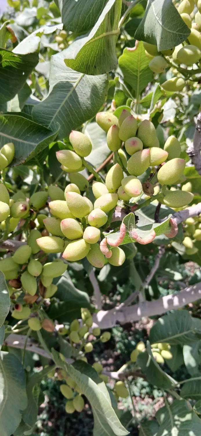 زمین کشاورزی