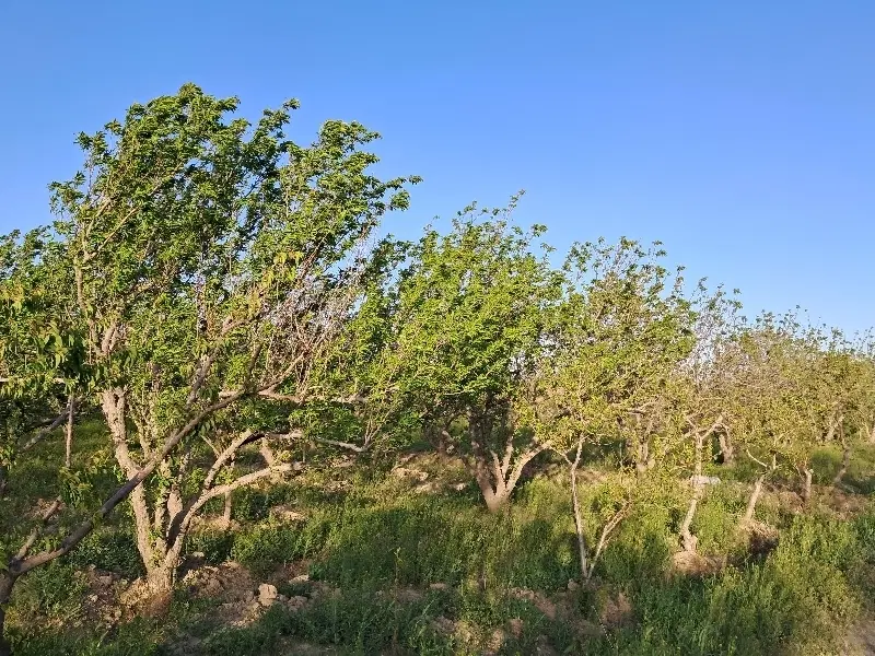 باغ۳۳۰مترسنددارودارای سهمیه آب نزدیک به تهران وکرج