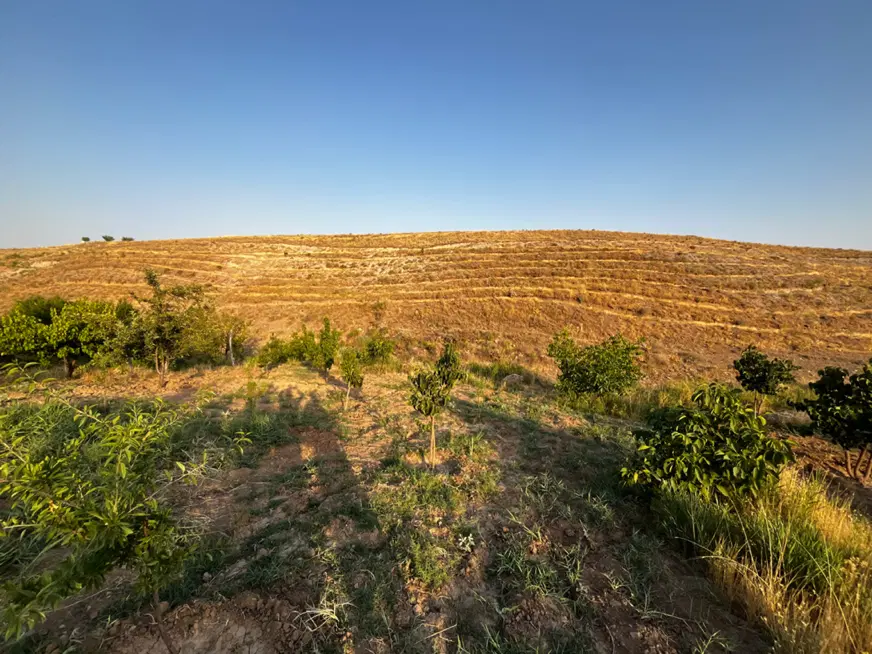 باغ شفیع اباد