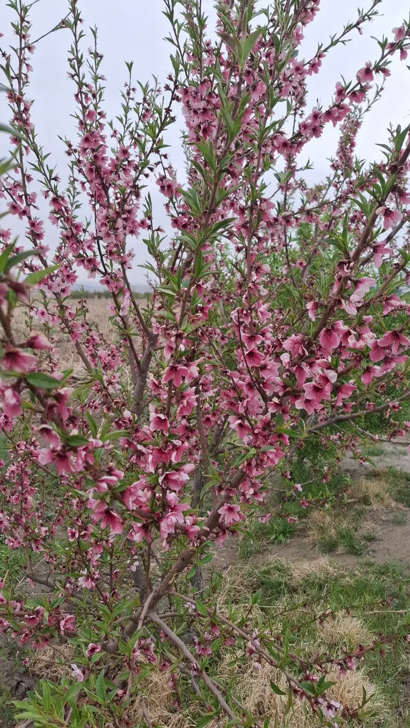 باغ انگوری در می اباد