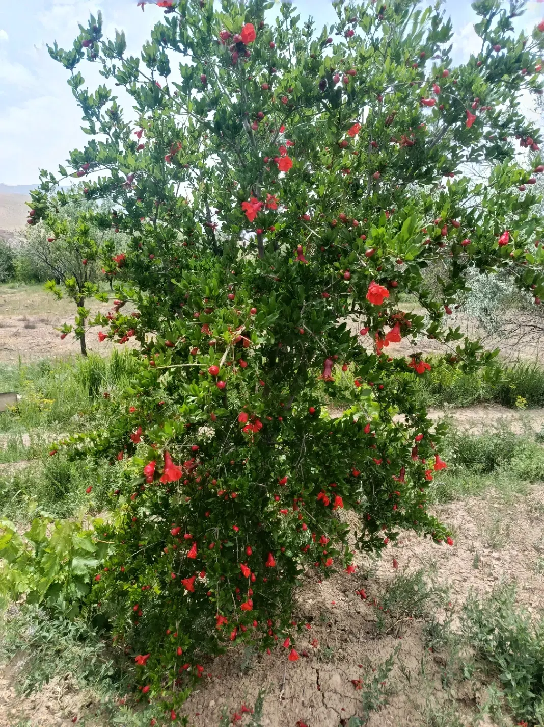 باغ واقع در صفی اباد