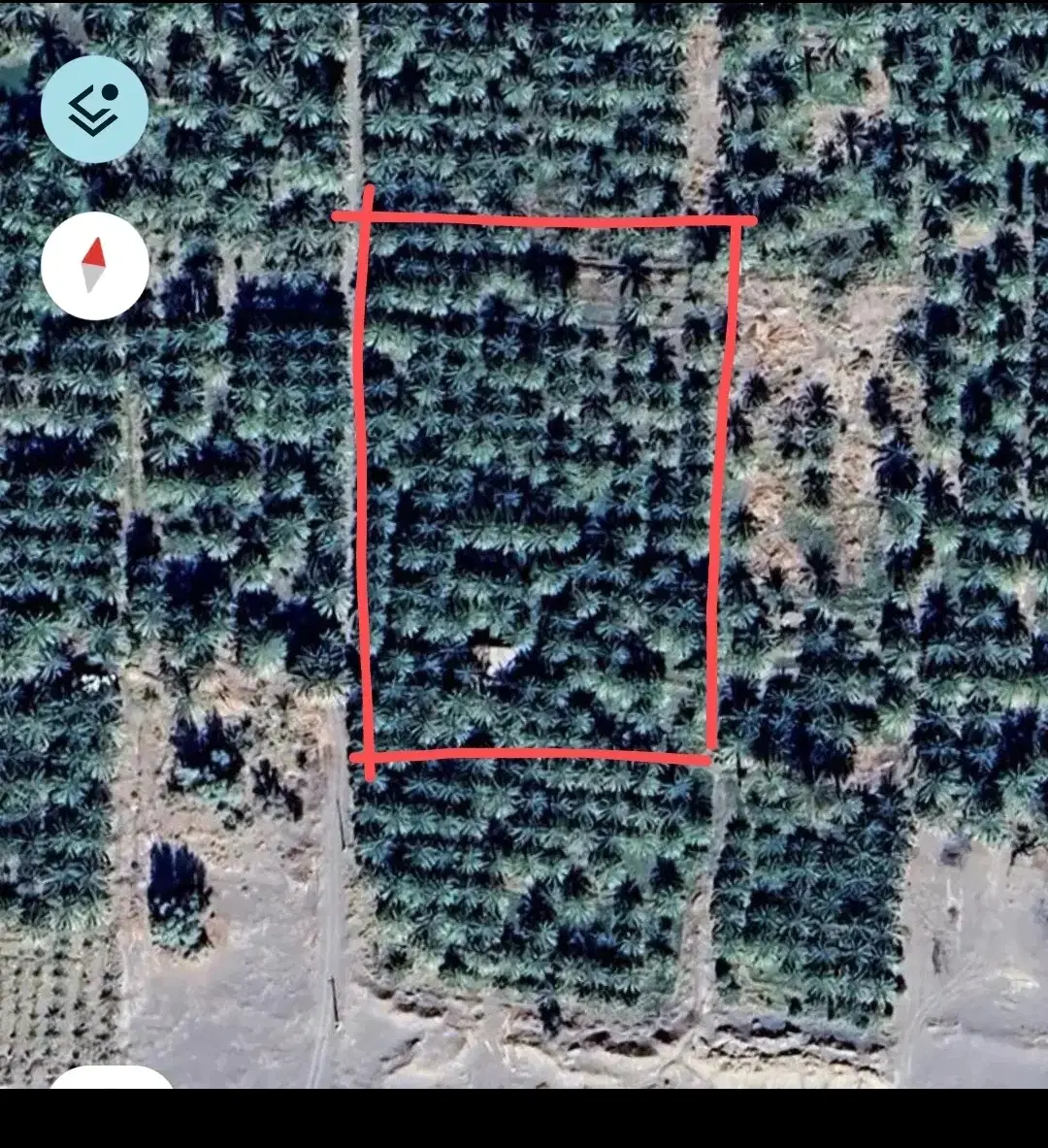 باغ خرما دارستان بم