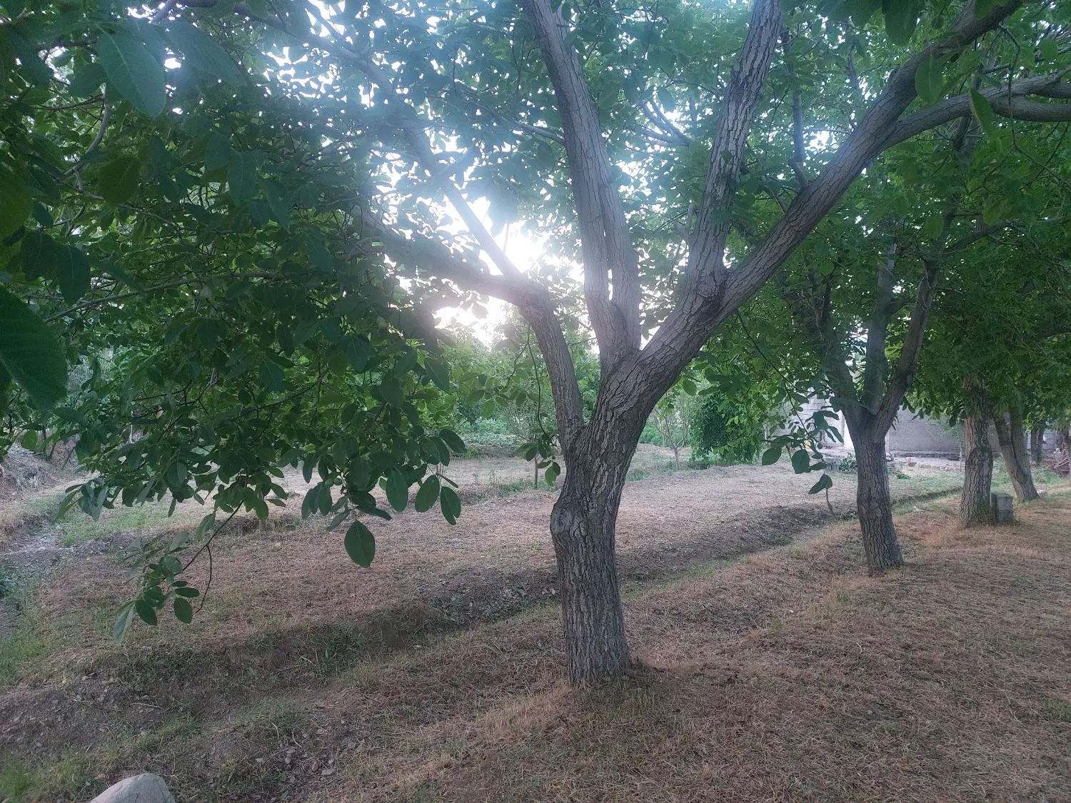 زمین سعید اباد